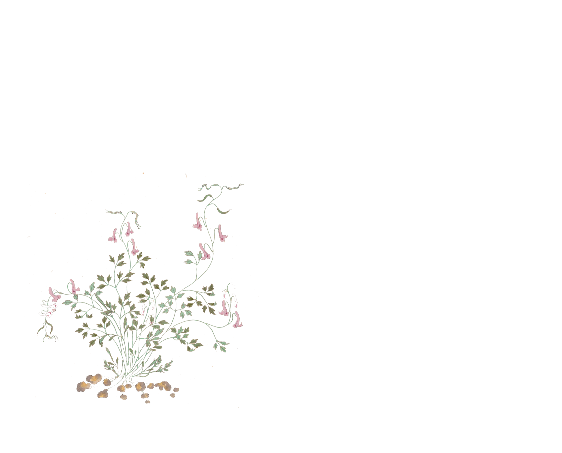 Botanical garden illustration