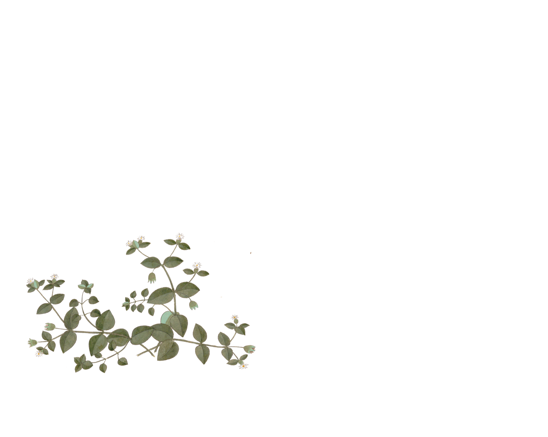 Botanical illustration of medicinal plants