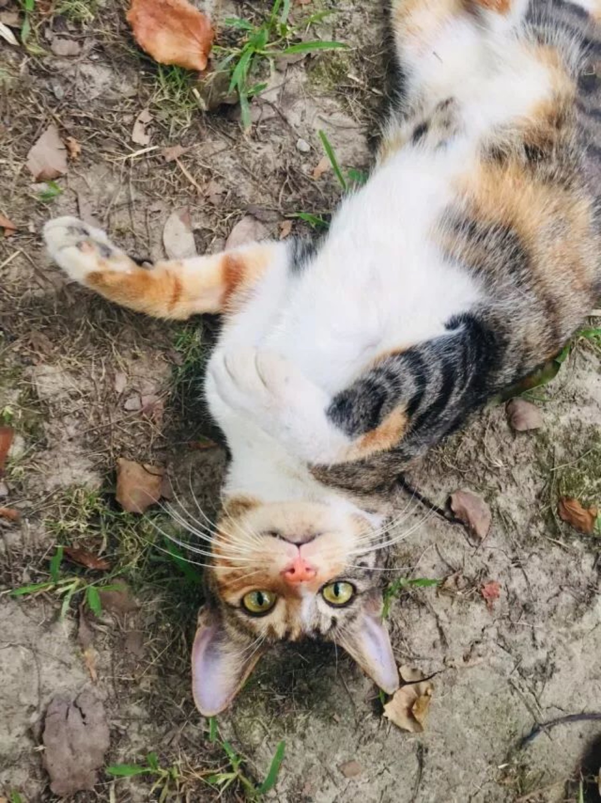 A calico campus cat resting outdoors and looking at the camera