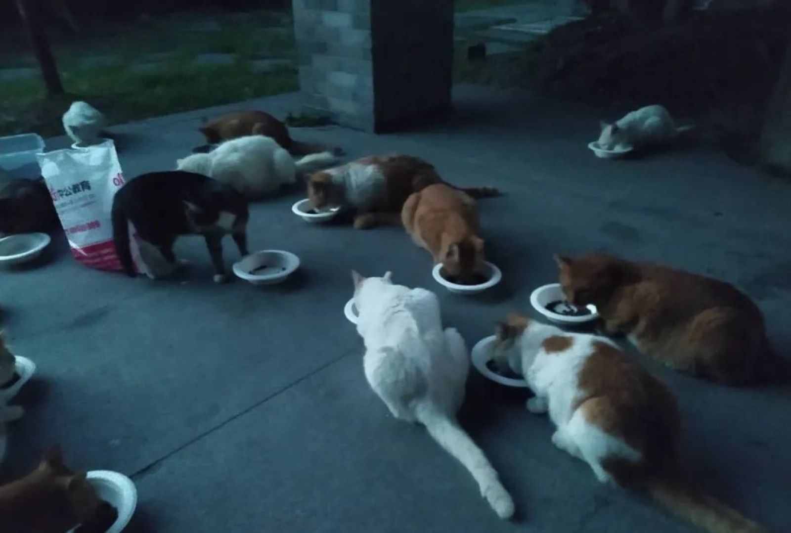 A group of campus cats gathering for food at night