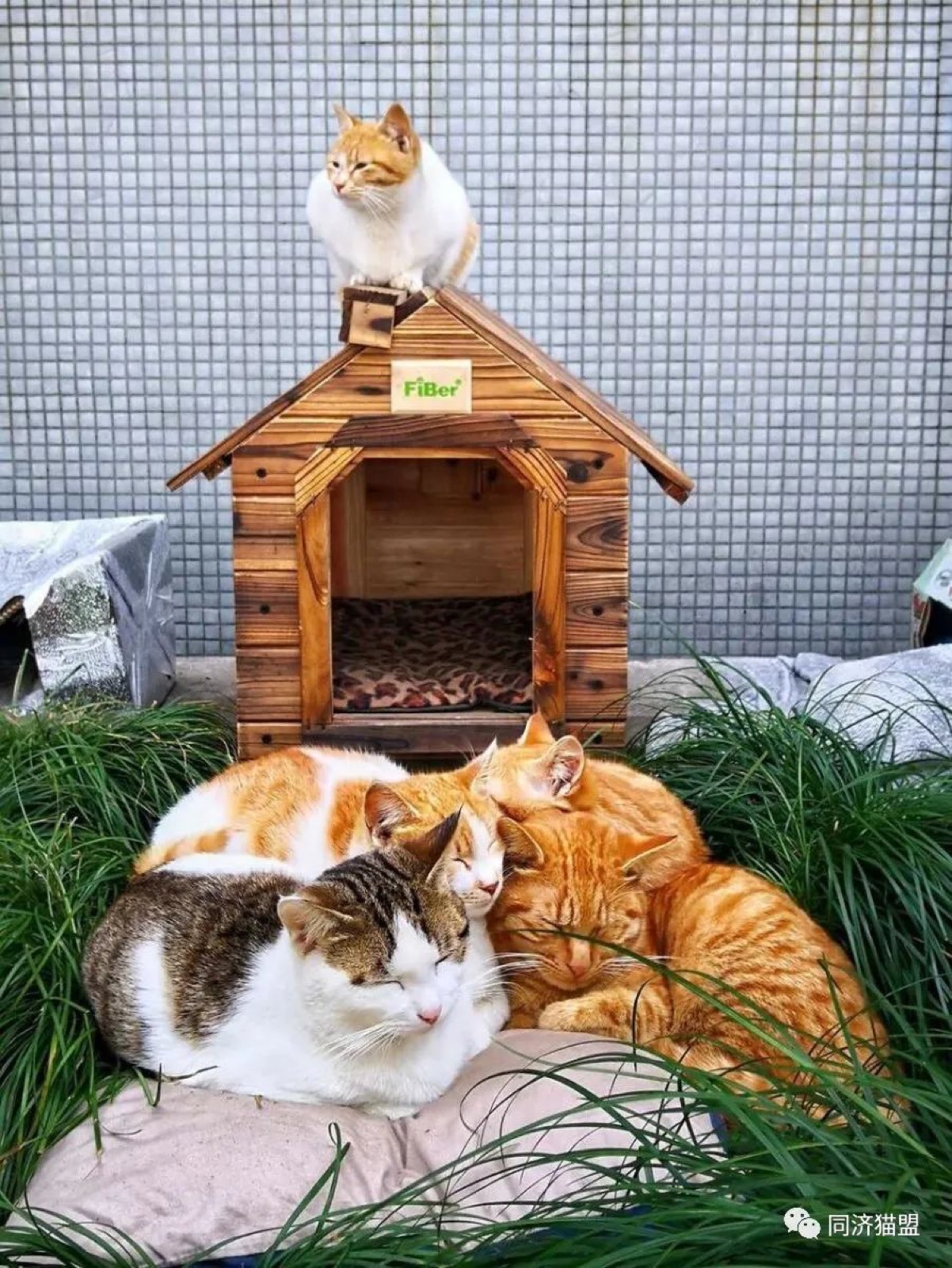 Several campus cats resting together beside a wooden cat shelter
