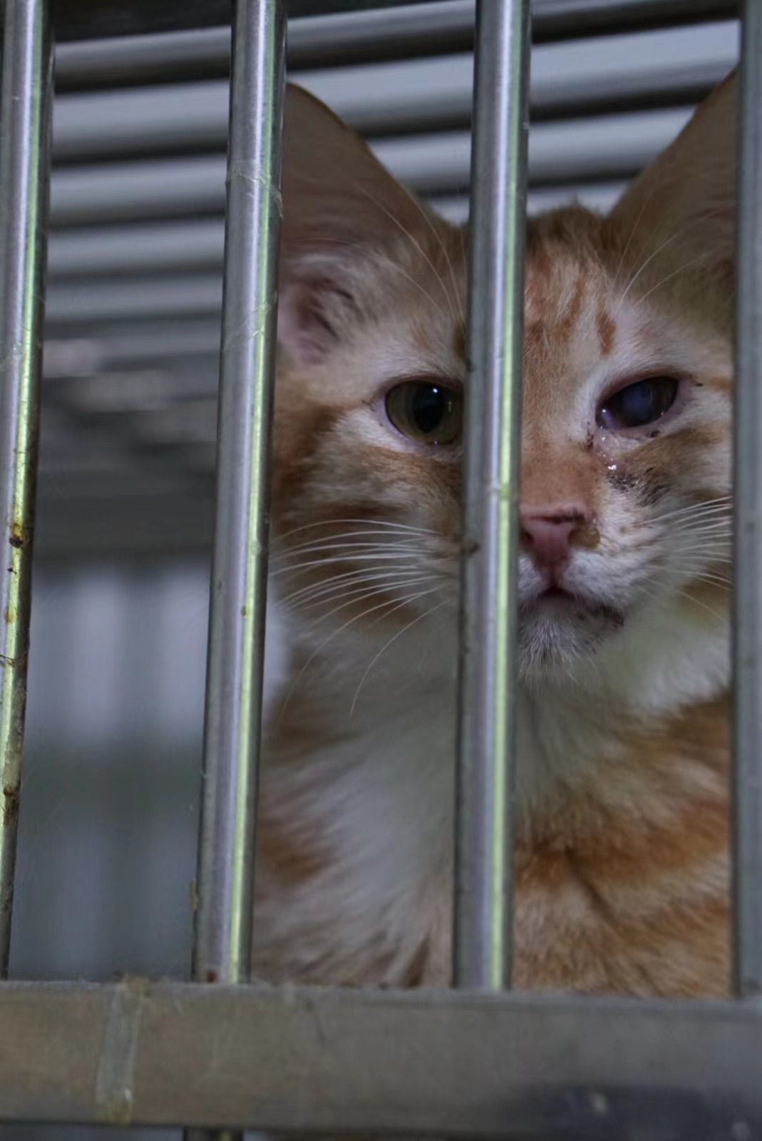 An orange and white rescue cat looking through an enclosure