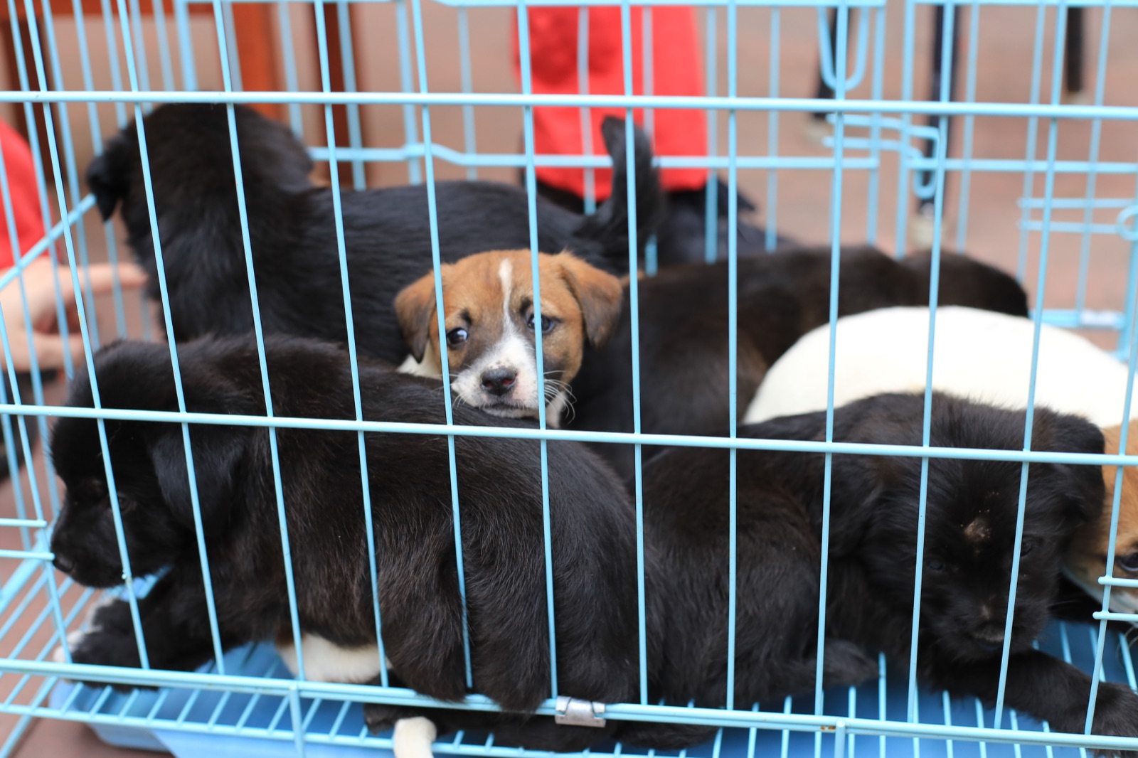 Several puppies resting together in a blue enclosure