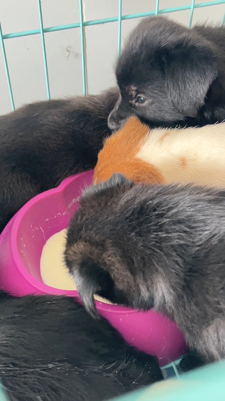 A group of puppies eating together from a pink bowl