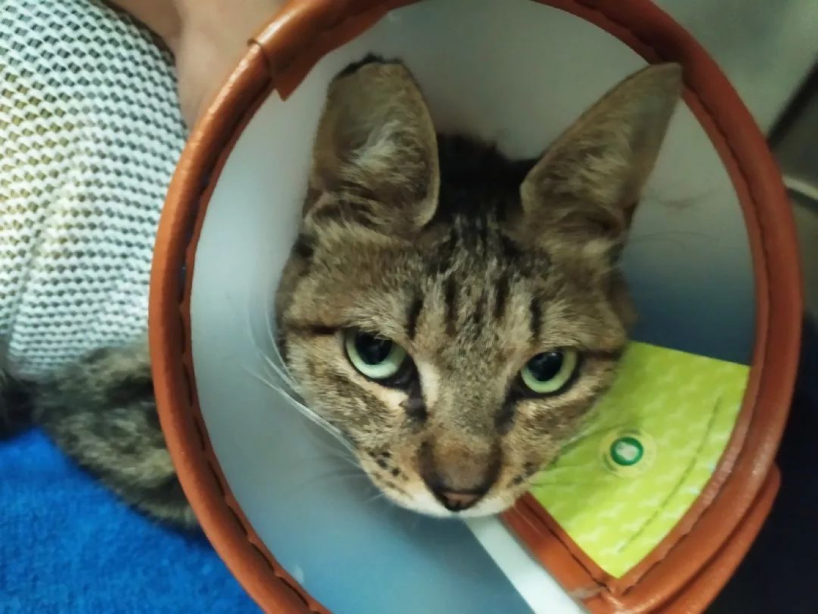 A tabby campus cat wearing a recovery collar