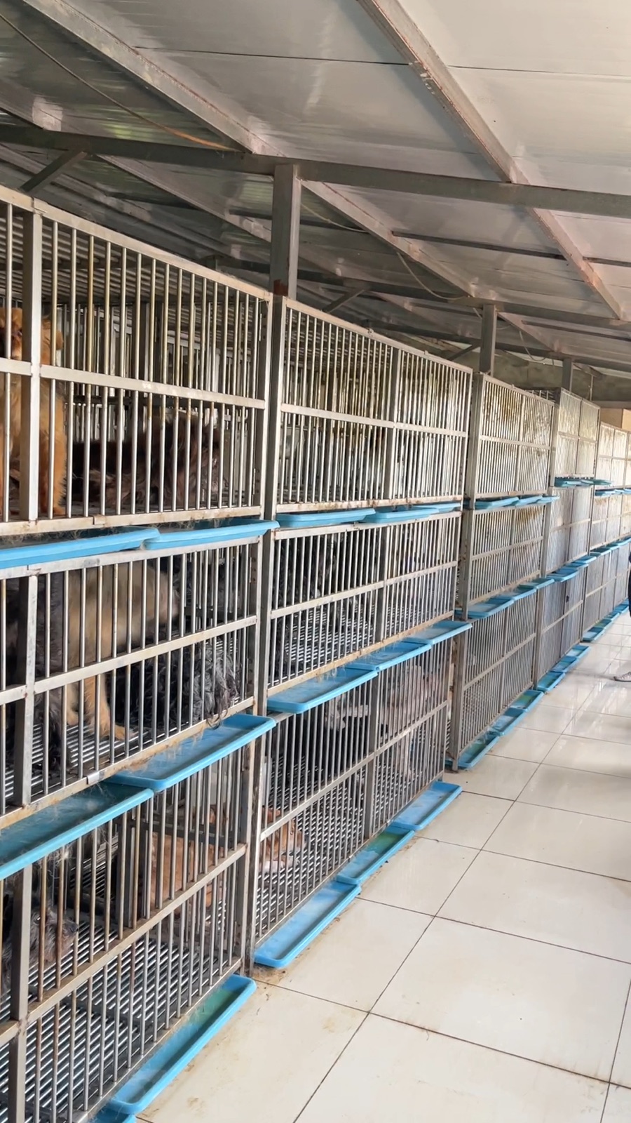 Rows of animal enclosures inside the rescue center