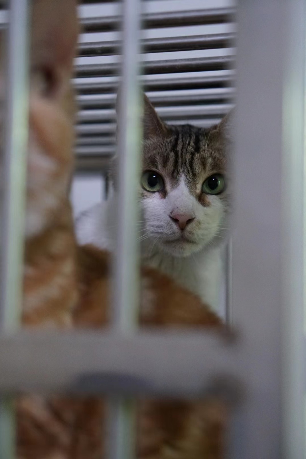 A tabby and white rescue cat looking through an enclosure
